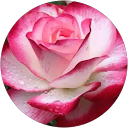 Marissa Watkins profile picture